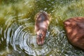 Top view. Baby Hippopotamus Hippopotamus Amphibius in Water wi