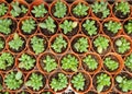 Top view baby Sedum Burrito Moran, a succulent plant