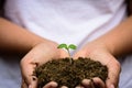 Top view of baby tree with soil in background.