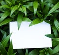 Top view background with green plantss. Eco composition with copyspace. Royalty Free Stock Photo