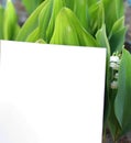 Top view background with green plantss. Eco composition with copyspace. Royalty Free Stock Photo