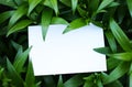 Top view background with green plantss. Eco composition with copyspace. Royalty Free Stock Photo