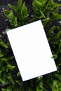 Top view background with green plantss. Eco composition with copyspace. Royalty Free Stock Photo