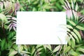 Top view background with green plantss. Eco composition with copyspace. Royalty Free Stock Photo