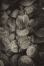 Top view of a background of a group of turtles neatly stacked together