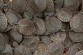 Top view of a background of a group of turtles neatly stacked together
