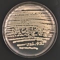 Top view of bacteria in a Petri dish Royalty Free Stock Photo