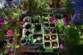 Top view on balcony garden in spring. Blooming petunia, geranium, lobelia and seedlings in pots Royalty Free Stock Photo