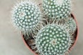 Top view of ball shaped potted cactus. Golden barrel cactus or Echinocactus grusonii plant Royalty Free Stock Photo