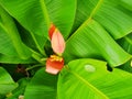 Top view of banana blossom with banana leaves as a background. Royalty Free Stock Photo