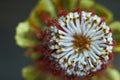 Top view of Banksia flower also know as Australian honeysuckle on dark background Royalty Free Stock Photo