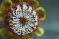 Top view of Banksia flower also know as Australian honeysuckle on dark background Royalty Free Stock Photo