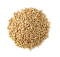 Top view of barley grains Royalty Free Stock Photo