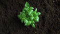 Top View of Basil Plant Growing out of the Fertile Soil. Phantom Flex 1000fps