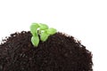 Top view of basil sprouts in soil isolated Royalty Free Stock Photo