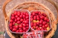 Top view of basket with ripe red sweet cherries Royalty Free Stock Photo
