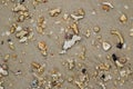 The top view on the beach with stones and seashells on sand.