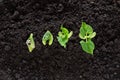 Top view of bean seed germination in soil Royalty Free Stock Photo