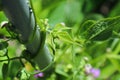 Top view of bean stems climbing up a pole Royalty Free Stock Photo
