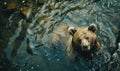 Top view of a bear bathing in a river cool water Royalty Free Stock Photo