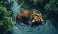 Top view of a bear bathing in a river cool water Royalty Free Stock Photo