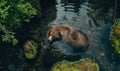Top view of a bear bathing in a river cool water Royalty Free Stock Photo