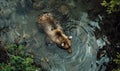 Top view of a bear bathing in a river cool water Royalty Free Stock Photo