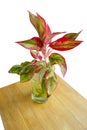 Top view Beautiful Aglaonema in a glass on white background