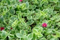 Top view of beautiful Aptenia cordifolia heartleaf ice plant baby sun rose flower blooms