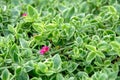 Top view of beautiful Aptenia cordifolia heartleaf ice plant baby sun rose flower blooms Royalty Free Stock Photo