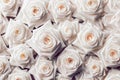 Top view beautiful blooming of many flower background. White roses represent pure love Royalty Free Stock Photo