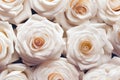 Top view beautiful blooming of many flower background. White roses represent pure love Royalty Free Stock Photo