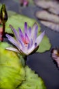 Top view of a beautiful blooming water lily in a body of water. Royalty Free Stock Photo