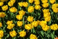 Top view of beautiful blooming yellow tulips with beautifully shaped petals Royalty Free Stock Photo