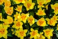 Top view of beautiful blooming yellow tulips with nice petals Royalty Free Stock Photo