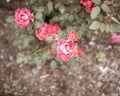 Top view beautiful blossom shrub roses, blooming cherry-red color and dark green foliage shrub, mulched ground in Dallas, Texas, Royalty Free Stock Photo