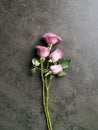 Top view of a beautiful bouquet of purple roses on the table Royalty Free Stock Photo