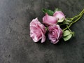 Top view of a beautiful bouquet of purple roses on the table Royalty Free Stock Photo