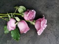 Top view of a beautiful bouquet of purple roses on the table Royalty Free Stock Photo