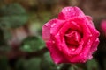 Top view of a beautiful close up of a pink rose with drops of dew after rain against a backdrop of a green garden Royalty Free Stock Photo