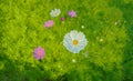 Top view, beautiful cosmos flowers are blooming in the garden with green leaves background. Royalty Free Stock Photo