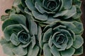 Top view of beautiful Echeveria plants Royalty Free Stock Photo