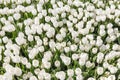 Top view of beautiful field white tulips Royalty Free Stock Photo