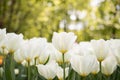 Top view of beautiful field of white tulips Royalty Free Stock Photo