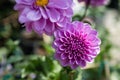 Top view of beautiful flowers