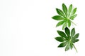 Top view beautiful fresh green leave on white background isolated Royalty Free Stock Photo