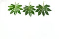 Top view beautiful fresh green leave on white background isolated Royalty Free Stock Photo