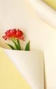 Top view of beautiful fresh red tulip in paper swirl on pastel color background