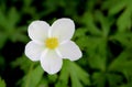 Front view on a beautiful gentle flower with white transparent petals.