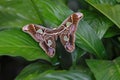 Top view on a beautiful Giant Atlas Moth